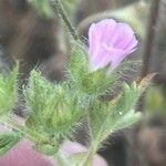 Malva cretica Fleur