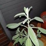 Salvia officinalis Yaprak