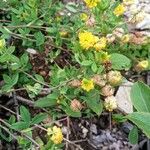 Trifolium spadiceumÕis