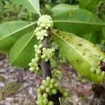 Myrsine citrifolia Habit