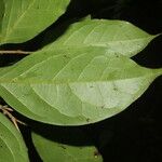 Nectandra umbrosa Leaf