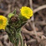 Pulicaria sicula Flor
