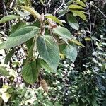 Helicteres baruensis Yaprak