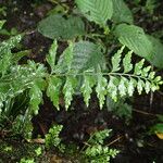 Asplenium lividum Листок