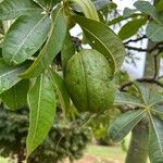 Pachira glabra Fruit