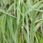 Melica uniflora List