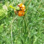 Lilium carniolicum Bloem