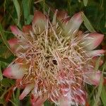 Protea cynaroides 花