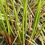 Juncus conglomeratus Buveinė