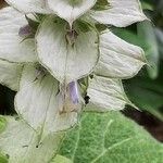 Salvia sclareaBlatt