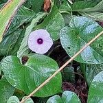 Ipomoea tiliacea 葉