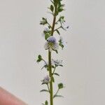 Veronica serpyllifolia Цветок