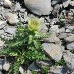 Cirsium spinosissimum Лист