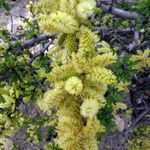 Acacia rigidula फूल
