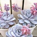 Echeveria laui Blüte