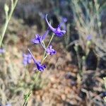 Delphinium gracile 花