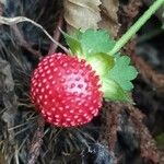 Potentilla indica Gyümölcs