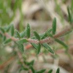 Erica tetralix Fuelha