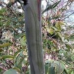 Acacia dealbata Escorça