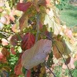 Parrotia persica 葉