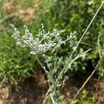 Eriogonum annuum Flower