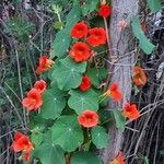 Tropaeolum majusफूल