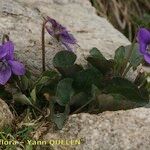 Viola pyrenaica Habit