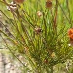 Thelesperma megapotamicum Hoja