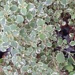Coleus madagascariensis Leaf
