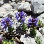 Veronica nummularia 形態