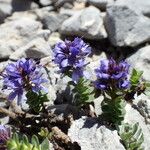 Veronica nummularia Habit