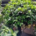 Ficus cyathistipula Blad