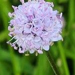 Succisella inflexa 花