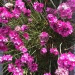 Armeria maritima Blüte