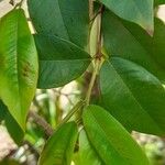 Plinia cauliflora 葉