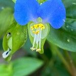 Commelina communis Flor