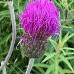 Cirsium heterophyllum Цветок