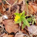 Solidago rugosaBlüte