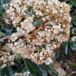 Photinia serratifolia Fleur
