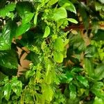 Acalypha indica Leaf