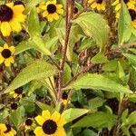 Rudbeckia triloba पत्ता