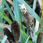Carex acutiformis Floro