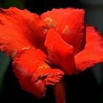 Gladiolus dalenii Blomst