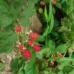 Rubus occidentalis 果實