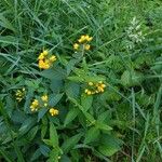 Lysimachia vulgarisКветка