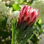 Protea repens फूल