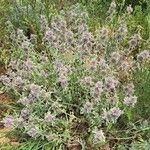 Marrubium supinum Libunga