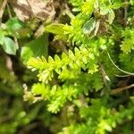 Selaginella helvetica ഇല