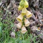 Digitalis grandiflora Flor