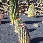 Ferocactus wislizeni Casca